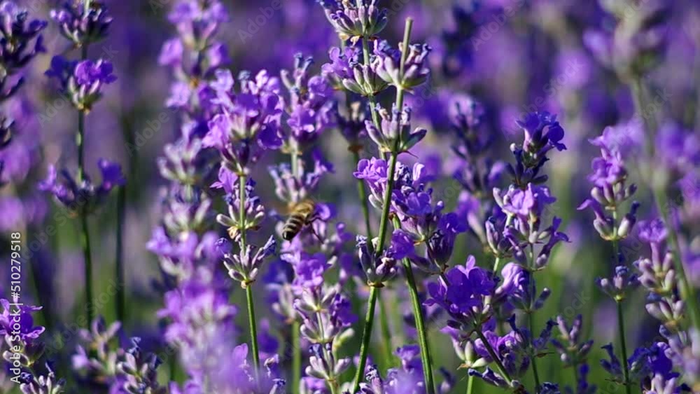 blooming lavender flowers in summer, a bee flies among the lavender flowers