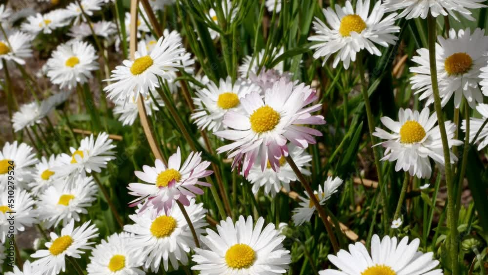 Daisies, red fox, common daisy, dog daisy, moon daisy. Gardening concept Daisies, red fox, common daisy, dog daisy, moon daisy. Gardening concept