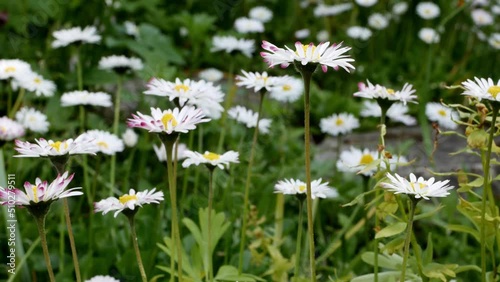 Daisy blossom. Gardening concept