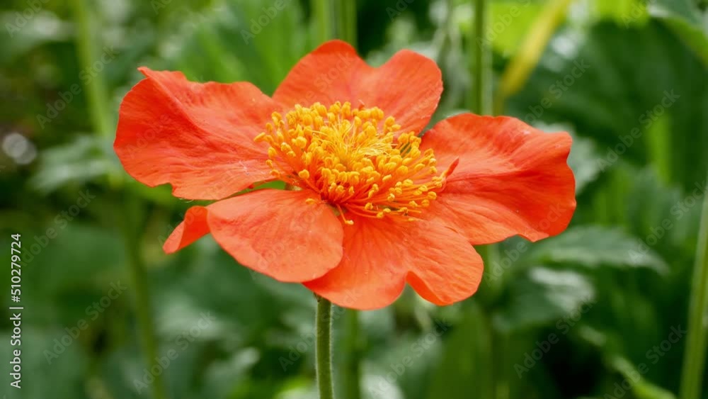 Geum coccineum in bloom close up. Geum coccineum in bloom close up.
