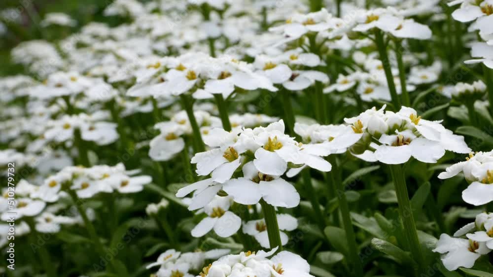 Iberis sempervirens close up. Iberis sempervirens, the evergreen candytuft or perennial candytuft, is a species of flowering plant in the family Brassicaceae Iberis sempervirens close up. Iberis sempervirens, the evergreen candytuft or perennial candytuft, is a species of flowering plant in the family Brassicaceae