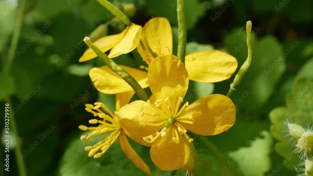Greater celandine ( lat . Chelidonium majus ) in bloom close up Greater celandine ( lat . Chelidonium majus ) in bloom close up
