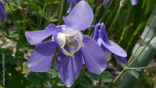 Catchment blue , or Aquilegia blue