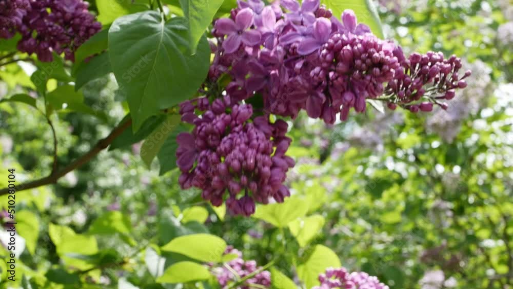 Lilac inflorescence in sunny garden. Lilac inflorescence in sunny garden.