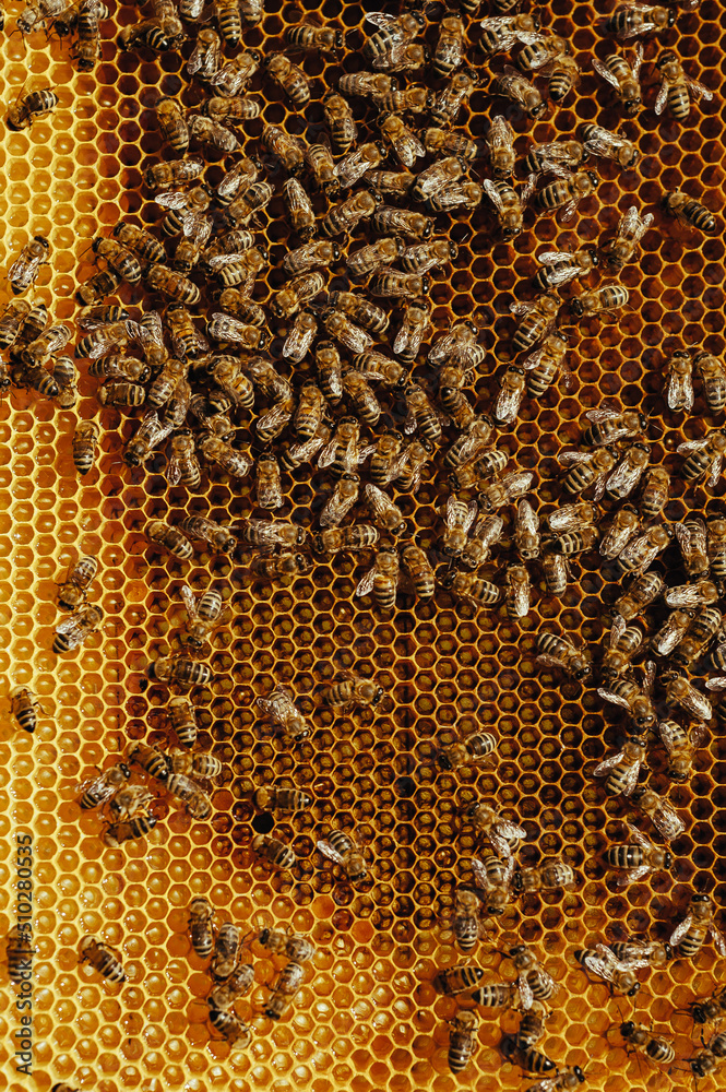 Bees on a honey comb with pollen. Bees on a honey comb with pollen.
