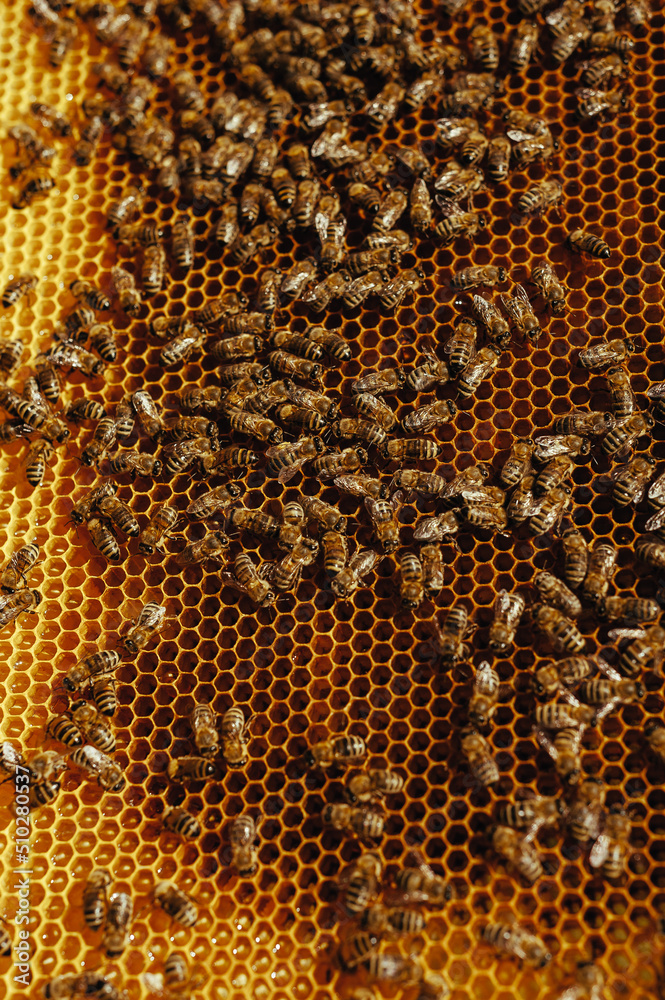 bees are working, honeycombs with honey, large, phone screensaver, pattern, background bees are working, honeycombs with honey, large, phone screensaver, pattern, background