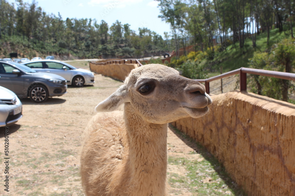 Obraz premium beautiful llama in freedom