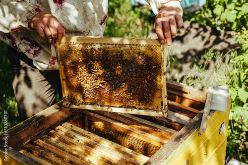 Frames of a bee hive. Beekeeper harvesting honey. The bee smoker is used to calm bees before frame removal. Beekeeper Inspecting Bee Hive