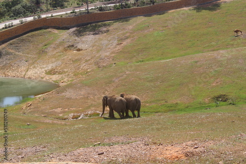 elephant couple