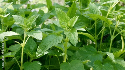Wallpaper Mural Melissa officinalis green leaves close up Torontodigital.ca