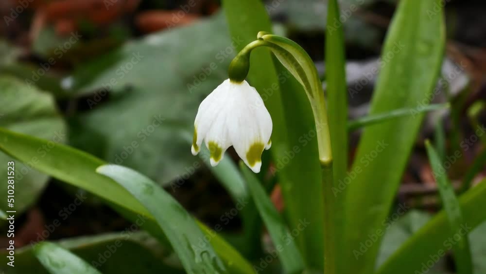 Blossom Snowdrop or Leucojum in spring garden Blossom Snowdrop or Leucojum in spring garden
