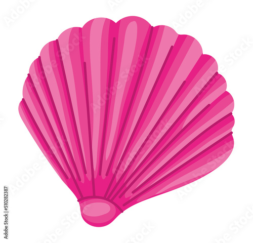 pink conch shell illustration