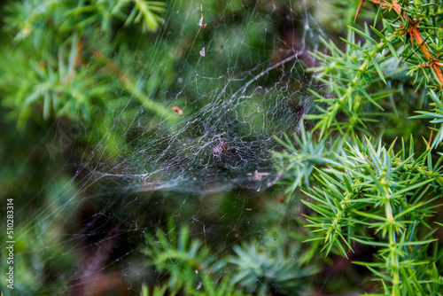 a spider on the web in juniper