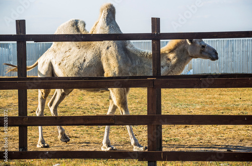 a white camel (camelus bactrianus)