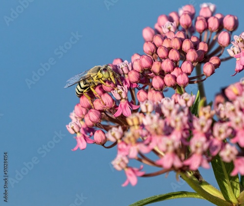A closeup view of a Sand Wasp with a colorful pink and light green eye, pollinating a Swamp Milkweed flower against a clean blue background. photo