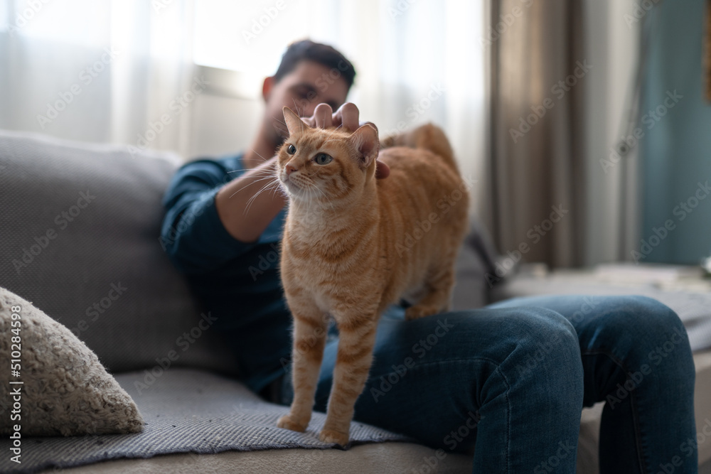 young man plays with a brown tabby cat in the living room young man plays with a brown tabby cat in the living room