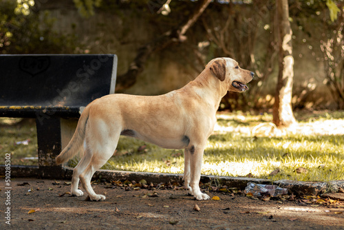 Labrador good Shape