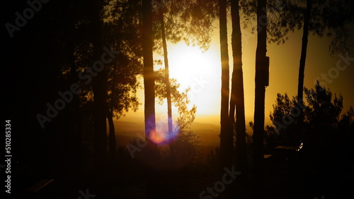 Beautiful pine forest at sunset landscape