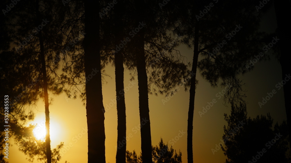 Beautiful pine forest at sunset landscape