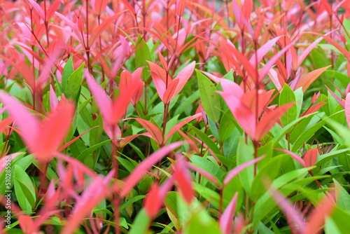 Thailand - Dschungel - Blumen - Pflanzen - Palmen