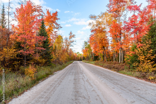 Empty unmade road through a forest at the peak of fall foliage at sunset. Algonquin Park, ON, Canada.