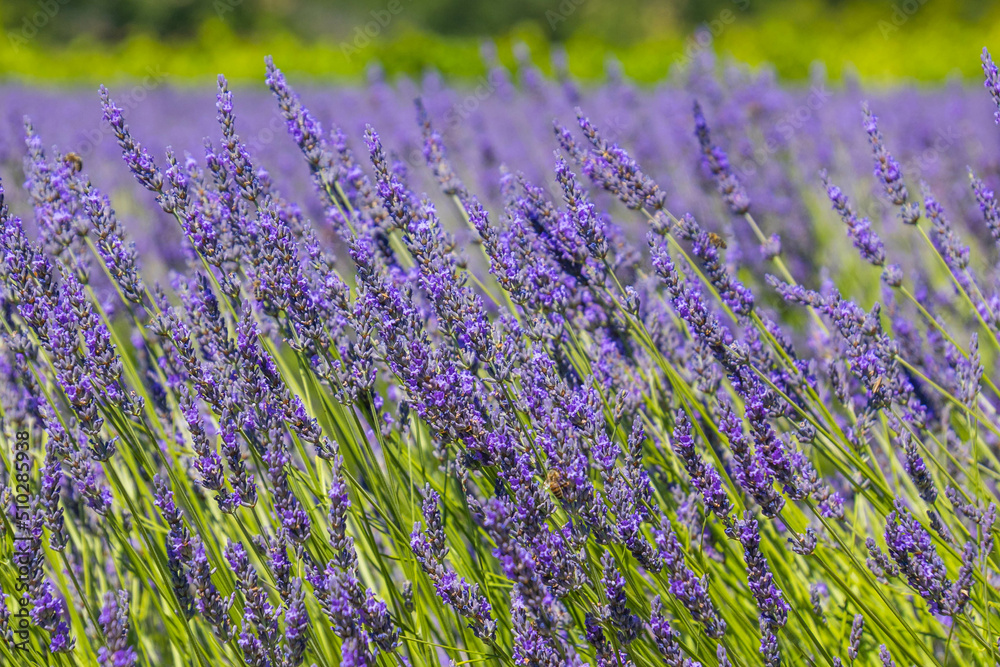 Naklejka premium champ de lavande en gros plan