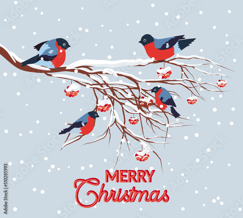 Bullfinch sitting on snow-covered branch of mountain ash. Christmas and New Year design greeting cards © MichiruKayo
