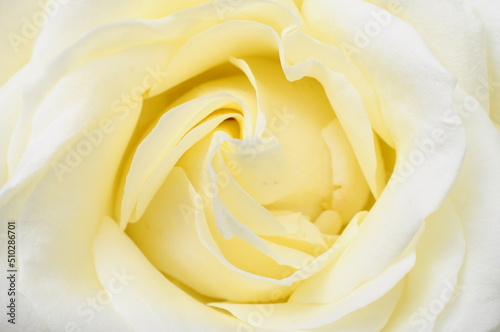 Macro of white rose