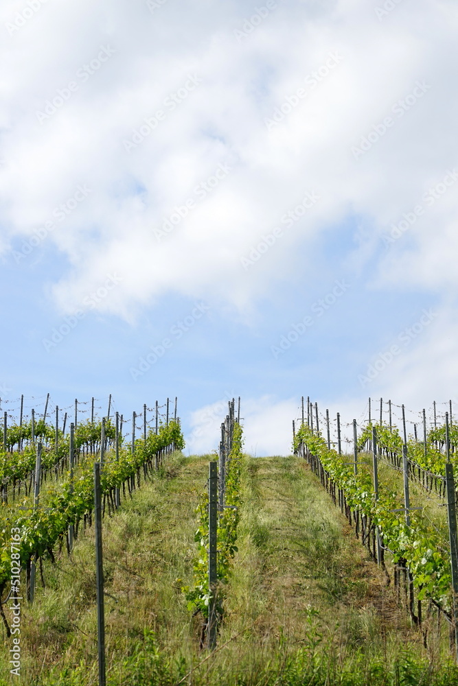Am steilen Hang des Sees wurden Weinstöcke zu einem Weinbaugebiet gestaltet. Am steilen Hang des Sees wurden Weinstöcke zu einem Weinbaugebiet gestaltet.