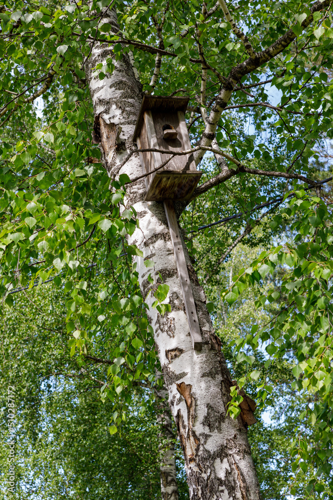 Fototapeta premium wooden birdhouse on a tree in the forest and park