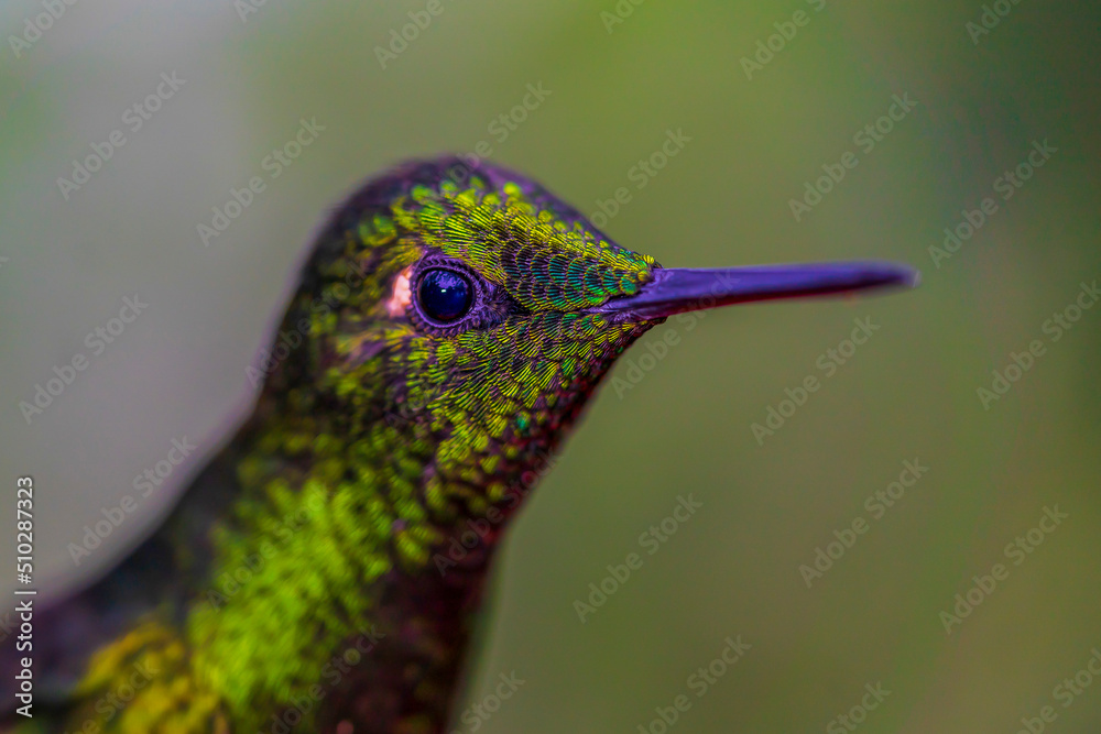 Naklejka premium hummingbird (Buff-tailed Coronet) under macro lens