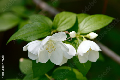 Wei  e Bl  ten des Jasmin-Strauches