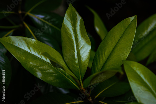 Wallpaper Mural close up photography of magnolia grandiflora leaf, Magnolia grandiflora is a species of flowering plant. Leaves, flowers, young branches can be used to produce essential oil Torontodigital.ca