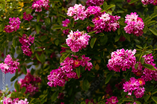 blooming pink roses in the garden © fotomolka