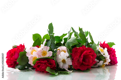 big bouquet of beautiful red and pink roses on white background