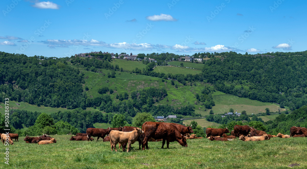 Paysage des Monts du Cantal aux alentours du village de Salers avec un troupeau de vaches Salers qui broutent dans un pré Paysage des Monts du Cantal aux alentours du village de Salers avec un troupeau de vaches Salers qui broutent dans un pré