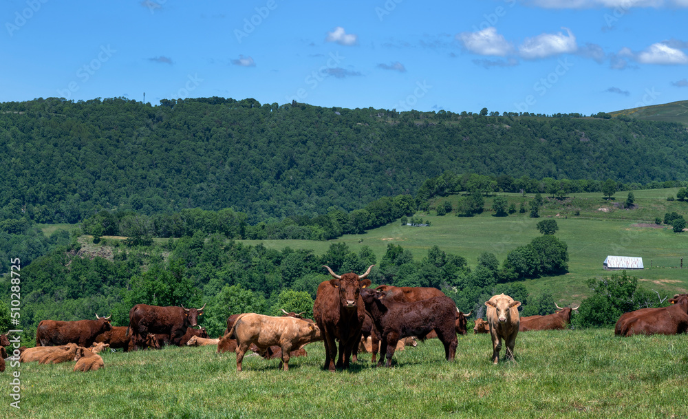 Paysage des Monts du Cantal aux alentours du village de Salers avec un troupeau de vaches Salers qui broutent dans un pré Paysage des Monts du Cantal aux alentours du village de Salers avec un troupeau de vaches Salers qui broutent dans un pré