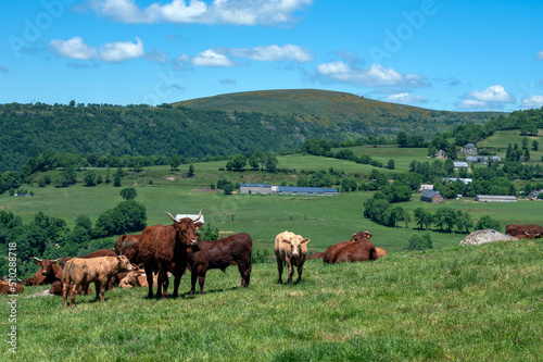 Paysage des Monts du Cantal aux alentours du village de Salers avec un troupeau de vaches Salers qui broutent dans un pré