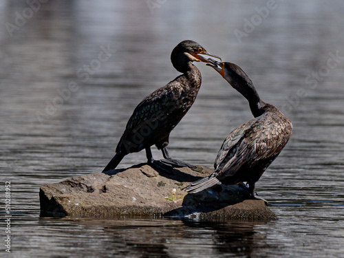 Kormoran