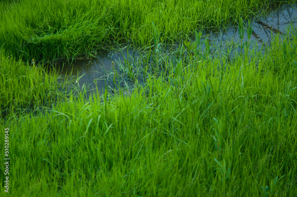 Aquatic vegetation. Green water grass on a small slow river on a summer afternoon. Aquatic vegetation. Green water grass on a small slow river on a summer afternoon.