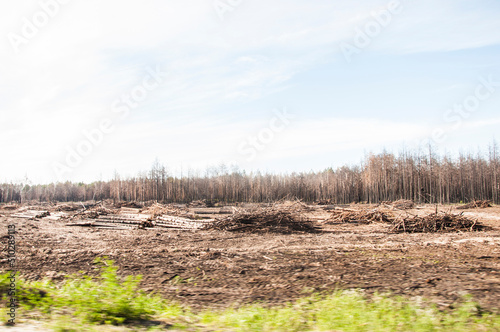 Young trees burned down in a forest fire