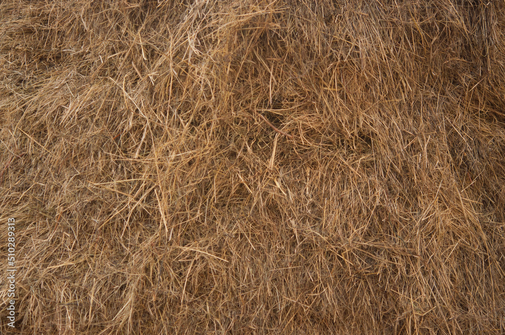 Seamless texture hay, straw Seamless texture hay, straw