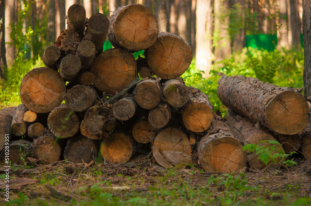 Stacked logs in the forest . Timber industry . Pile of firewood