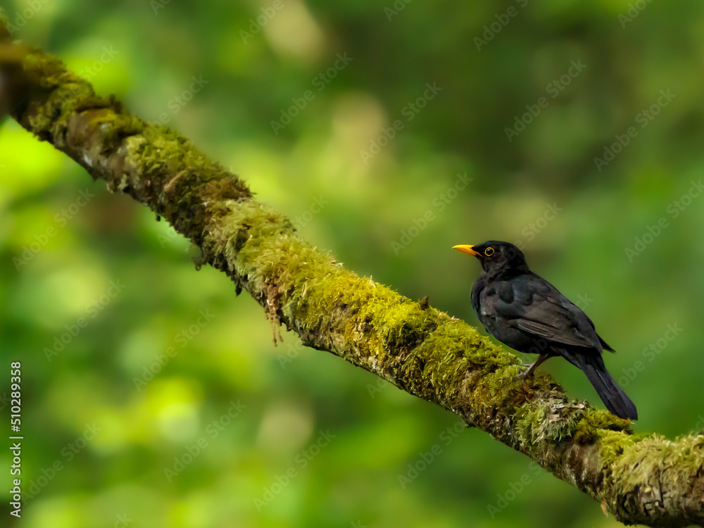 Fototapeta premium Amsel