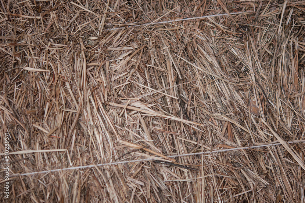Seamless texture hay, straw Seamless texture hay, straw