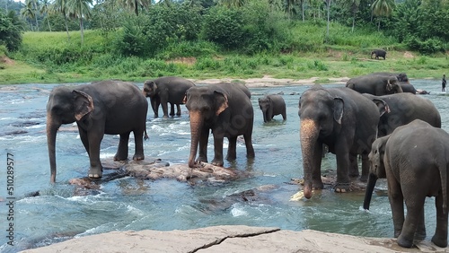 elephants in the water