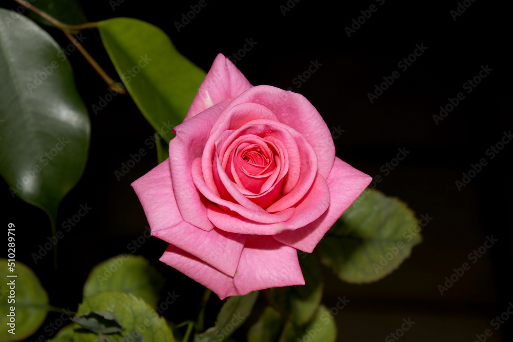 pink rose on black