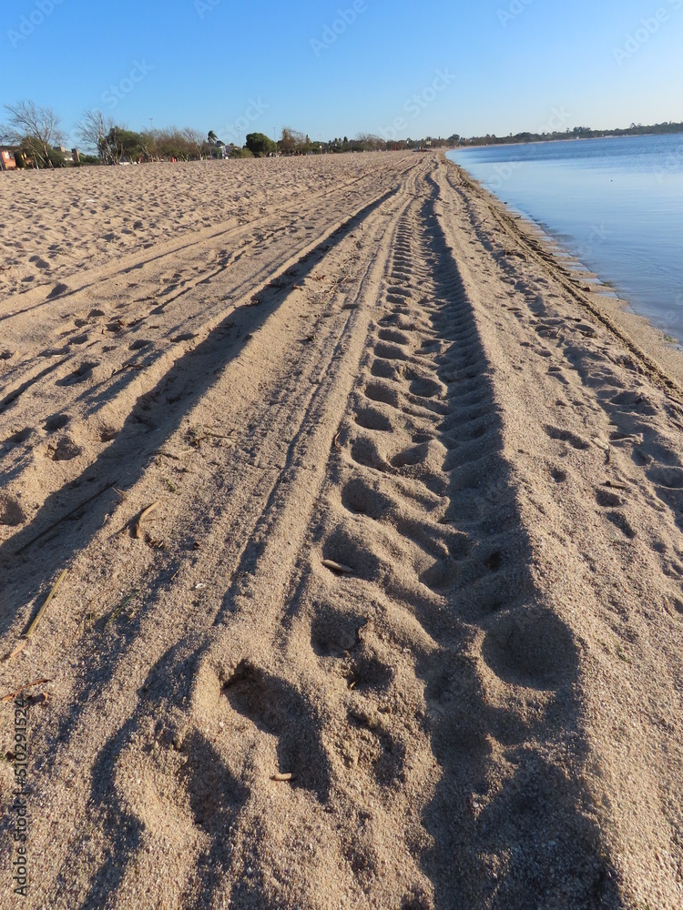 tracks in the sand