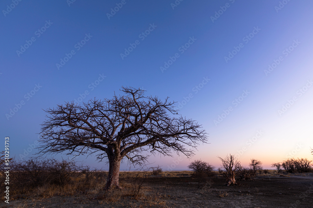 Young baobab tree under blue sky after sunset Young baobab tree under blue sky after sunset