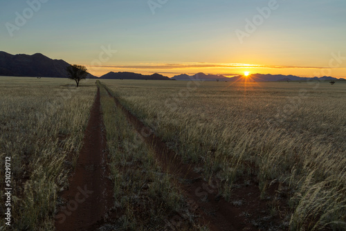 Yellow dry grass at sunset